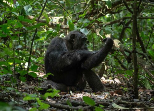 Planning a luxury gorilla trip to Bwindi Impenetrable National Park