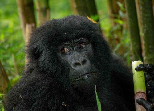 Gorilla Trekking on weekends in Uganda: Is it Possible?