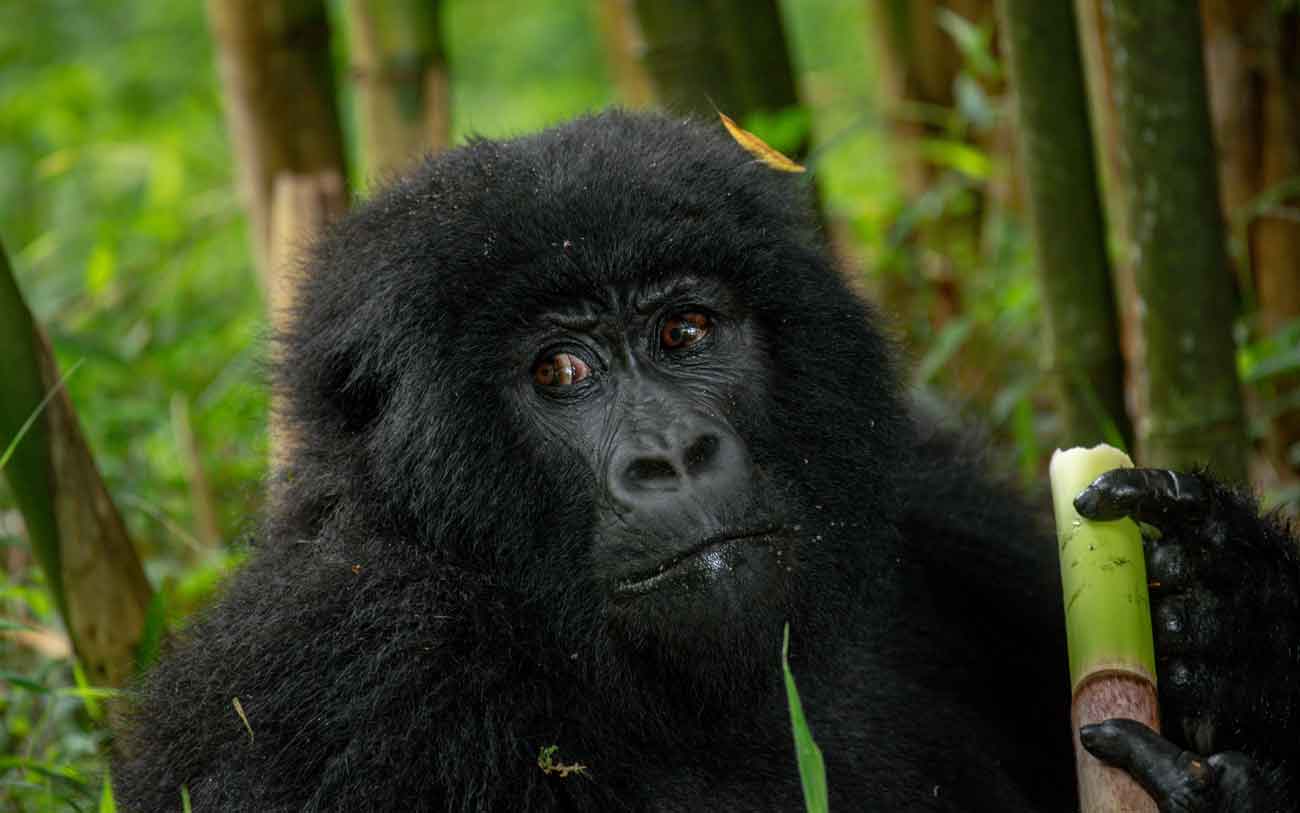 Gorilla Trekking on weekends in Uganda