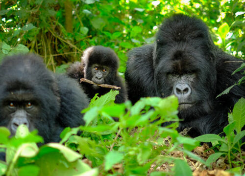 5 Honeymoon Activities to do in Mgahinga Gorilla National Park