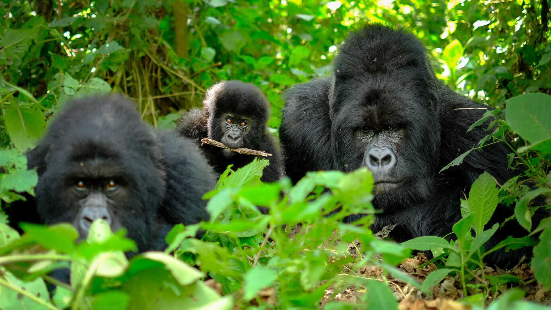 5 Honeymoon activities to do in Mgahinga
