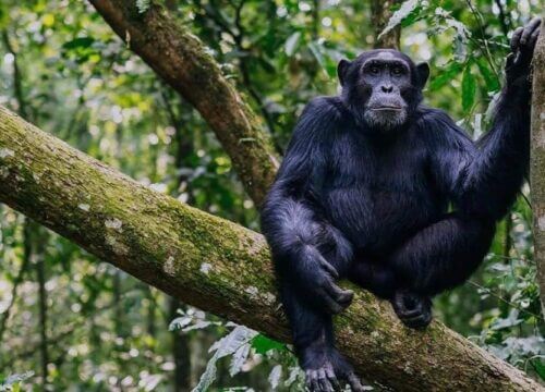 Best Uganda Primates safari Destinations