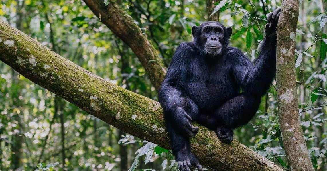 Best Uganda Primates safari Destinations