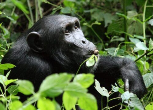 How to book a chimpanzee habituation permit for Kibale Forest National Park