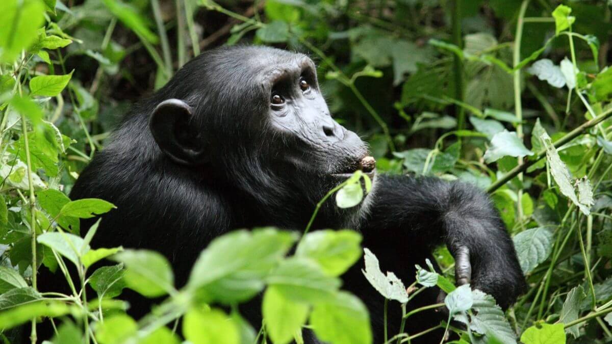 Chimpanzee habituation Kibale Forest National Park