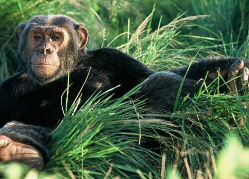 Chimpanzee trekking in Kyambura Gorge