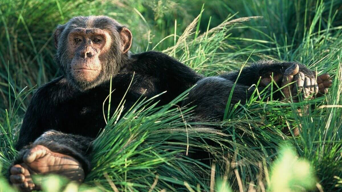 Chimpanzee trekking in Kyambura Gorge