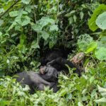 Discounted gorilla permits in Uganda