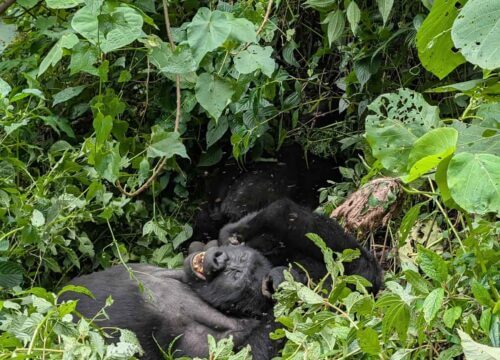 Discounted gorilla permits in Uganda during low season