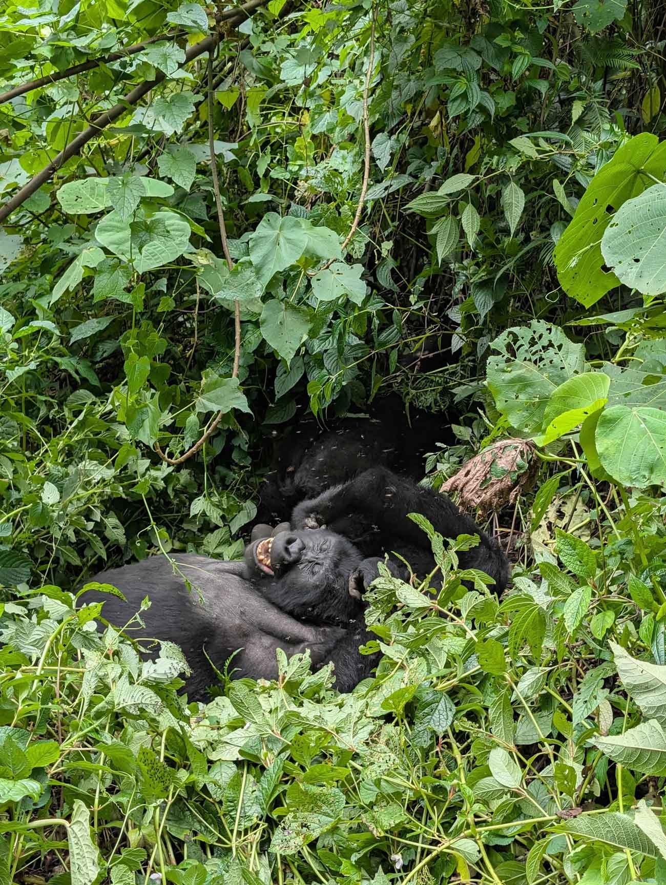 Discounted gorilla permits in Uganda
