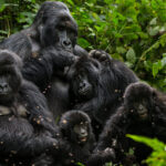 Gorilla habituation experience in Uganda