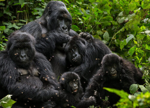 Gorilla habituation experience in Uganda : Why you should participate