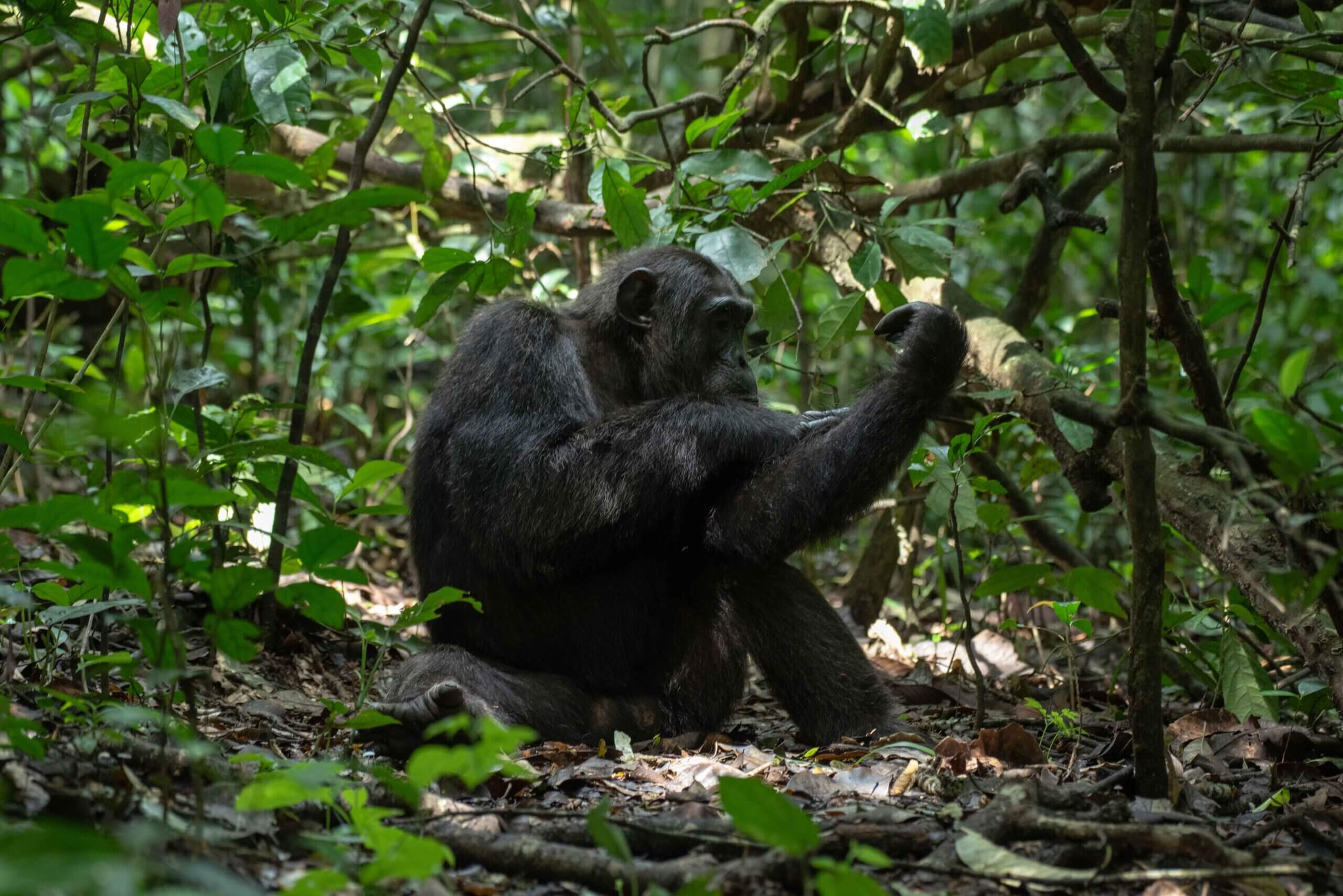 Gorilla trekking in Uganda