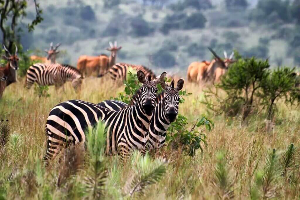 Honeymoon tour in Lake Mburo National Park