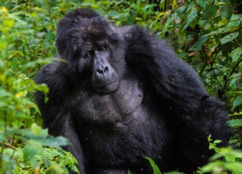 How to spend more days with gorillas in Uganda