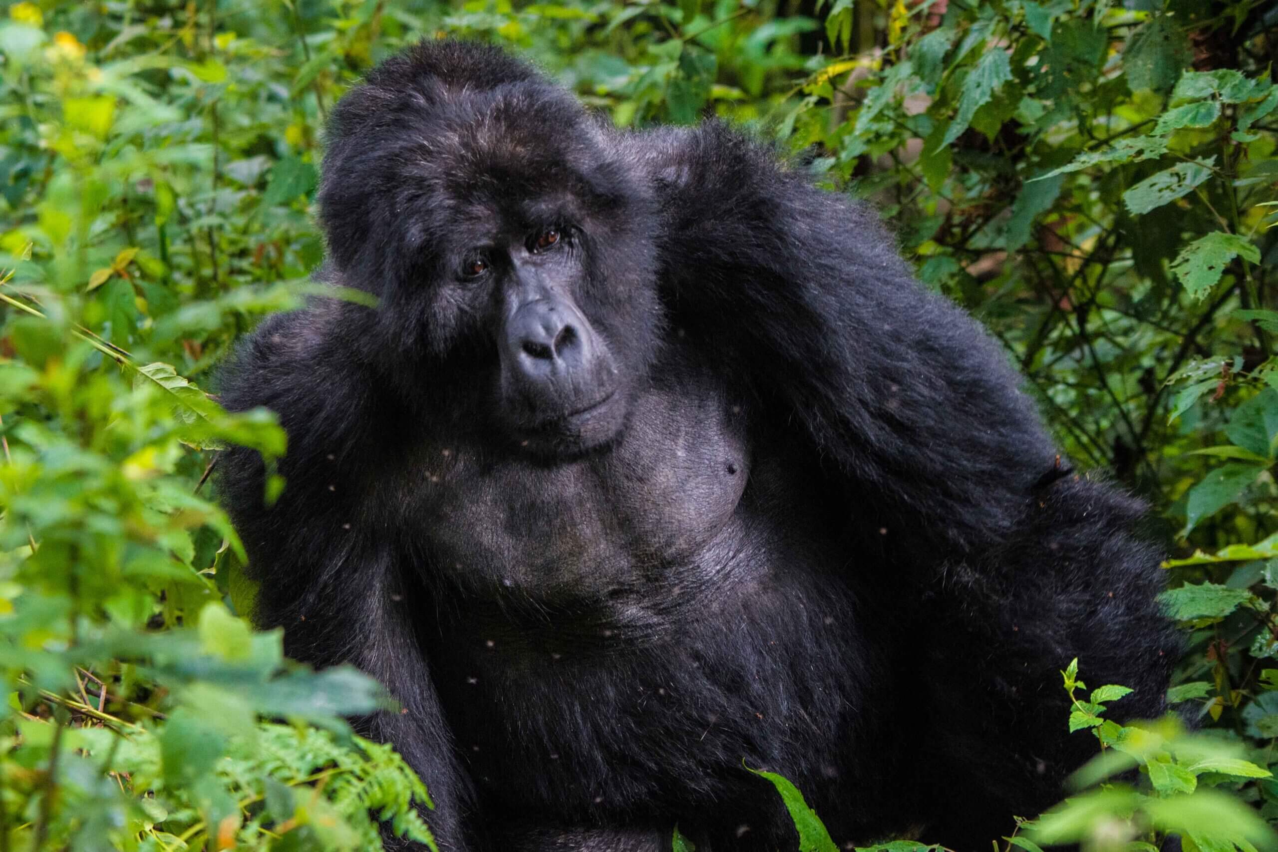Spend more days with gorillas in Uganda