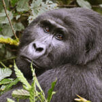 Gorilla permits in Bwindi and Mgahinga