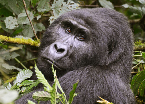 Best Price for gorilla permits in Bwindi and Mgahinga