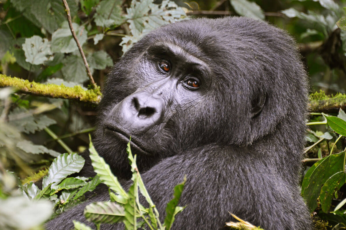 Gorilla permits in Bwindi and Mgahinga