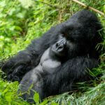 Uganda Rwanda Primates Safari