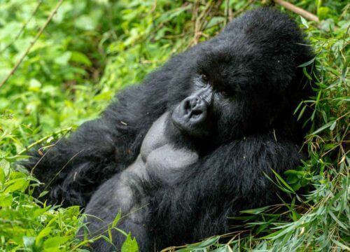 4-Day Uganda Rwanda Primates Safari from Kigali