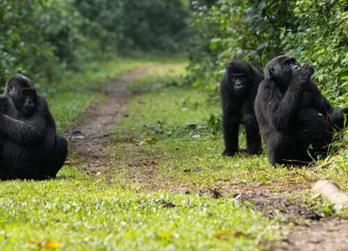 Is gorilla habituation experience in Bwindi Safe?