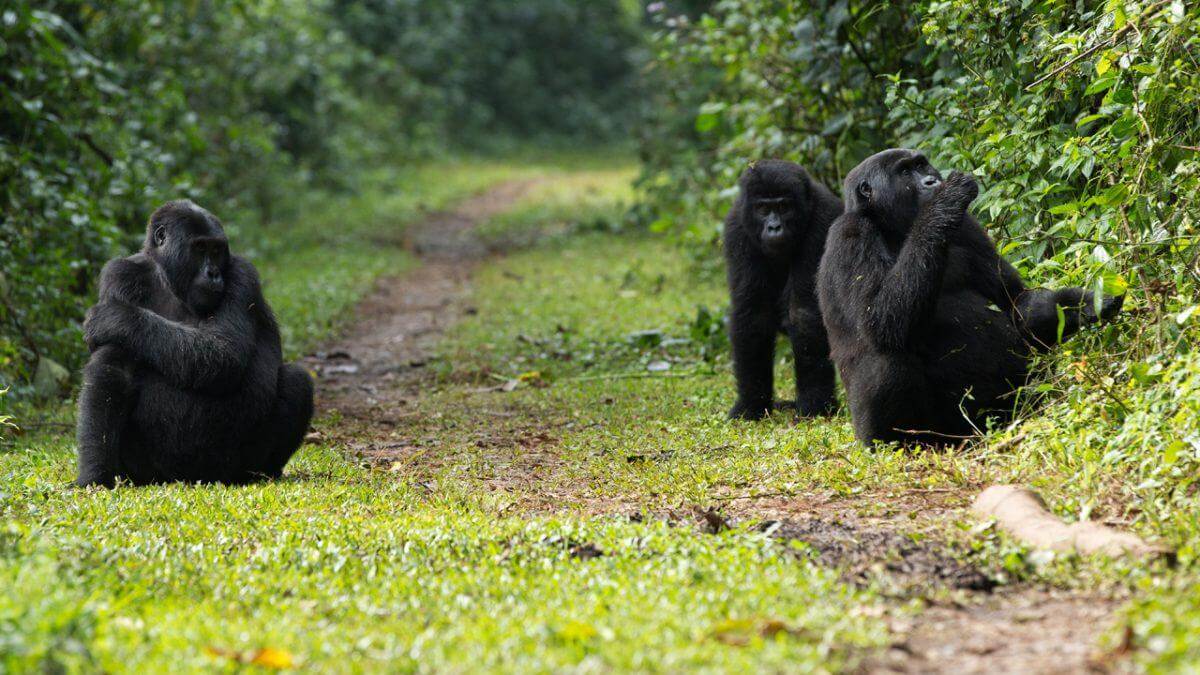 gorilla habituation experience in Bwindi