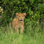 wildlife safari in Uganda