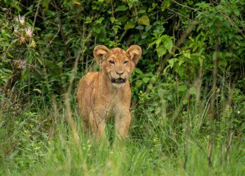 Tips for planning the perfect wildlife safari in Uganda