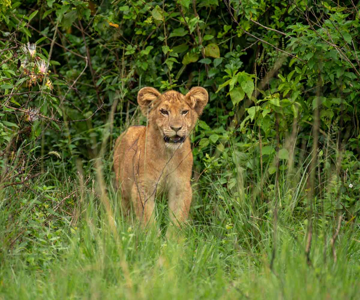 wildlife safari in Uganda