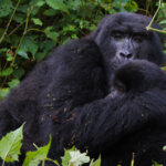 About mountain gorillas