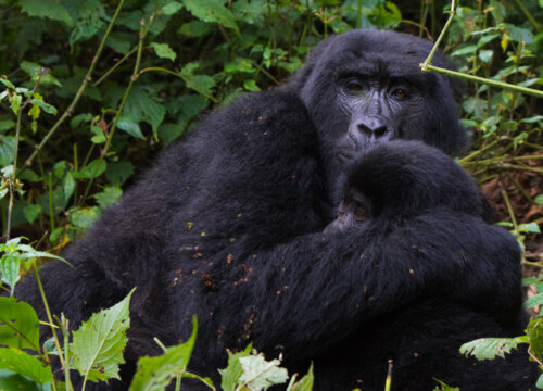 About mountain gorillas