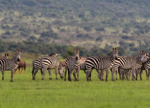 Akagera National Park