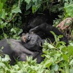 Bwindi Gorilla Trekking from Rwanda