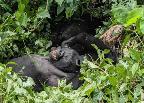 3 Days Bwindi Gorilla Trekking Ugnada from Rwanda