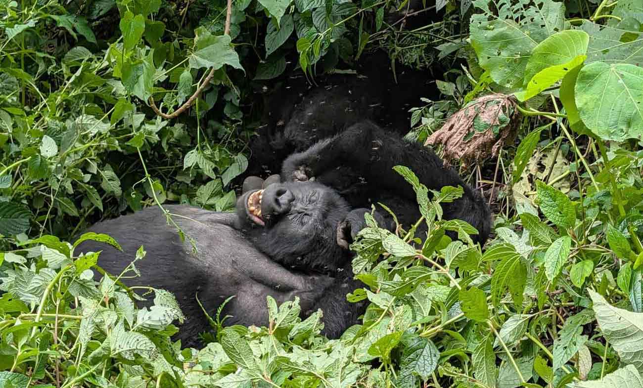 Bwindi Gorilla Trekking from Rwanda