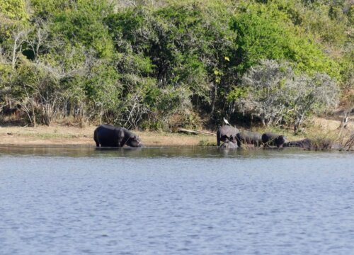 Lake Ihema Akagera National Park Rwanda