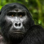 Mountain gorillas in Uganda