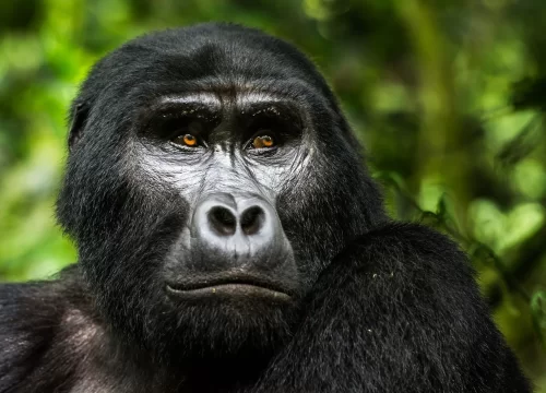 Everything you need to know about mountain gorillas