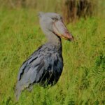 Shoebill stork in Mabamba Swamp