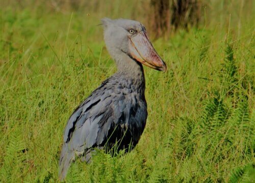 Best time to see the shoebill stork in Mabamba Swamp Wetland