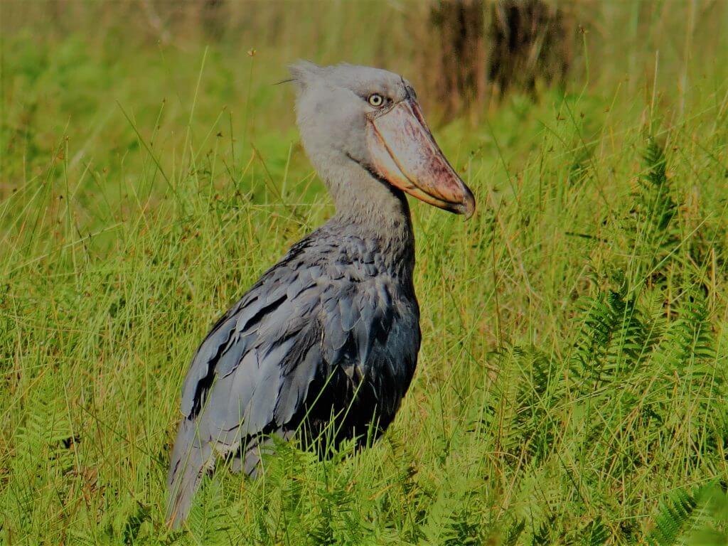 Shoebill stork in Mabamba Swamp