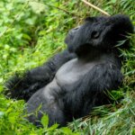 Uganda Primates and Game Safari