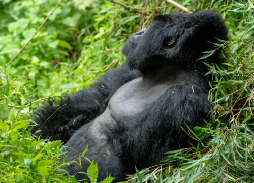 10 Days Uganda Primates and Game Safari