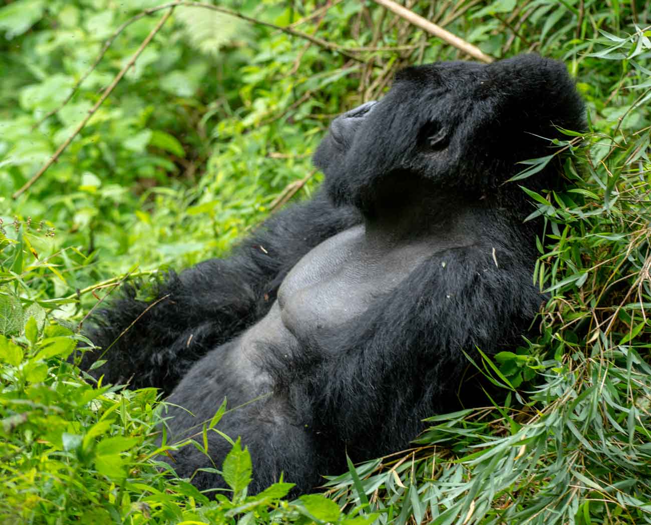 Uganda Primates and Game Safari