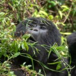 mountain gorillas