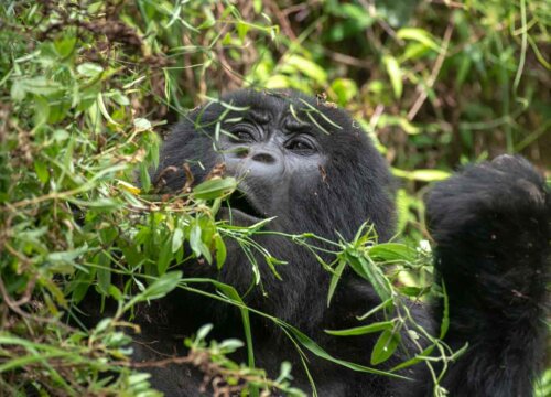 10 Facts about mountain gorillas