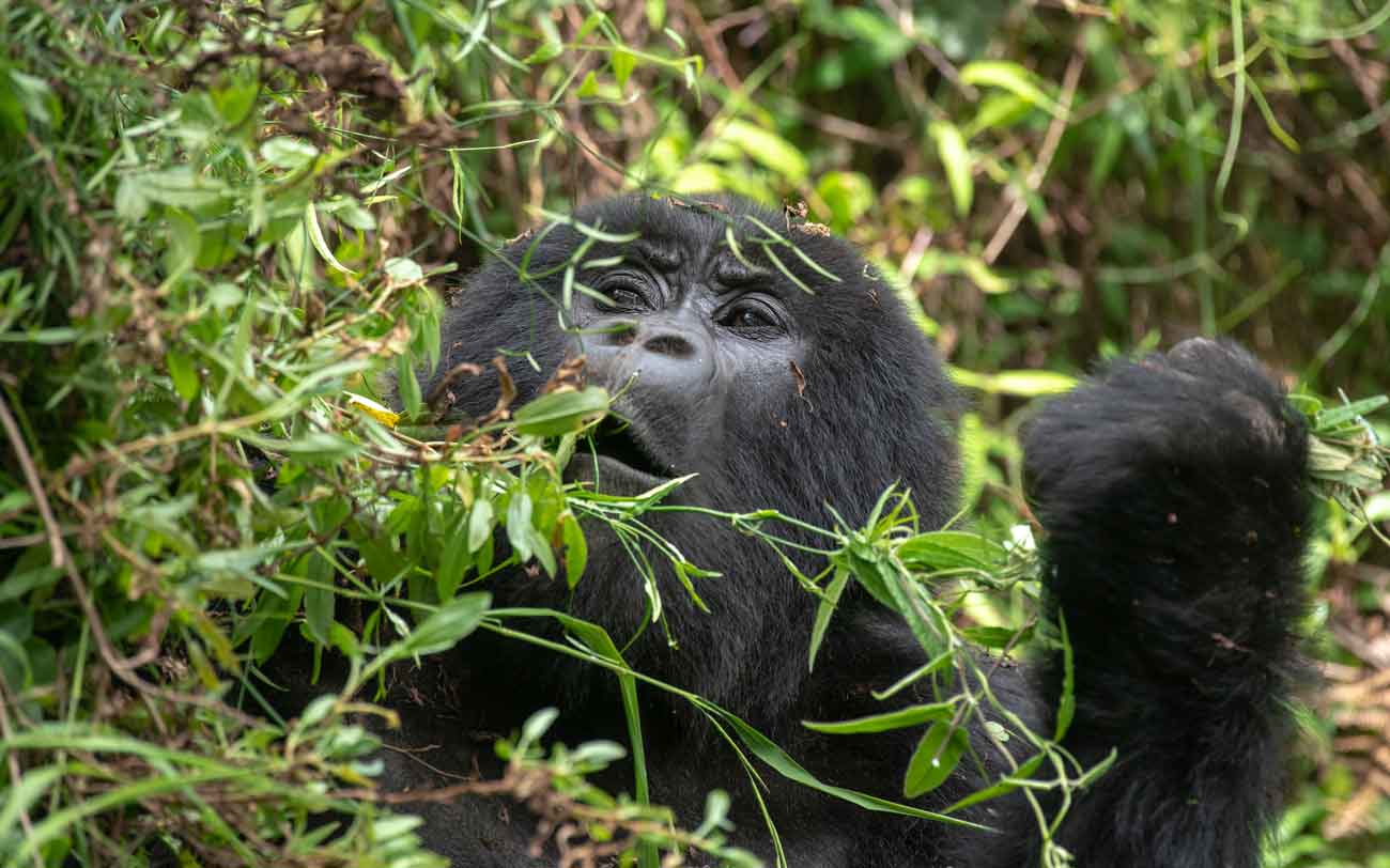 mountain gorillas