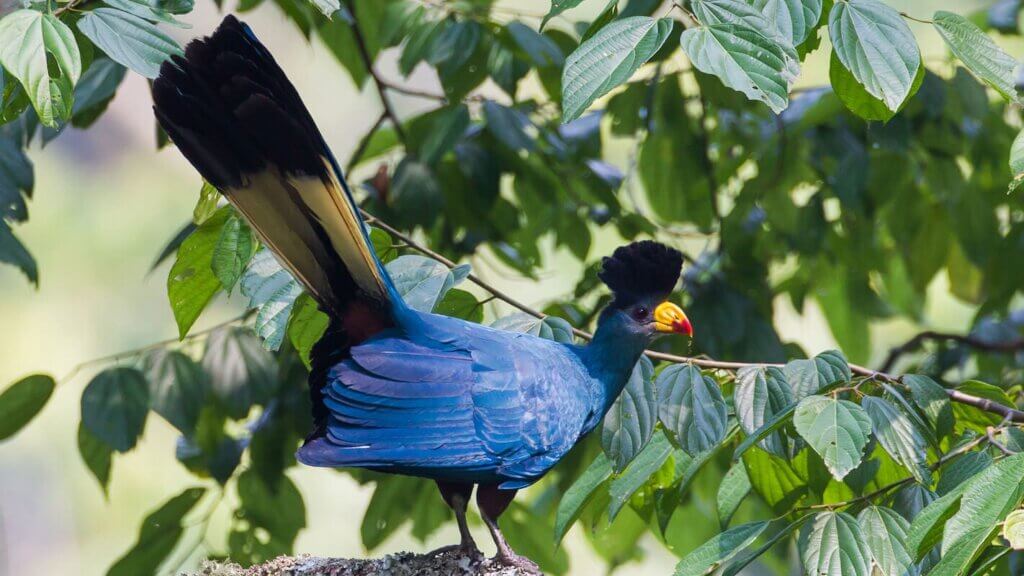 Bird watching in Queen Elizabeth