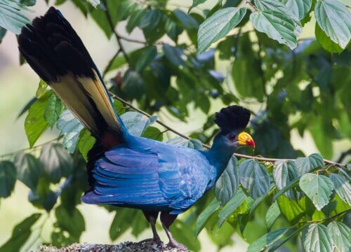 Bird watching in Queen Elizabeth National Park